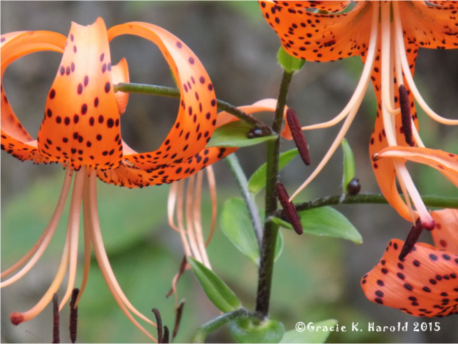 Macro Monday - Spotted Lillies